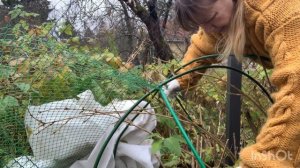 Обрезка Метельчатых Гортензий | укрытие для Клематисов | Сад в конце окт