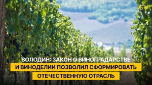 Володин: закон о виноградарстве и виноделии позволил сформировать отечественную отрасль