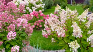 Прогулка по саду в начале августа.