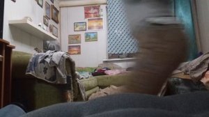 хаски тимофей