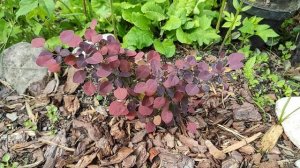 22-ДАЧА..дорожка во круг теплицы готова😁2 часть(04.06.-07.06.21)