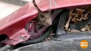 Кто-кто под капотом живет? Доброе утро. Фрагмент выпуска от 19.12.2025