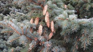 Прогулка и новый рассказ.Счастья хочется не только молодым.