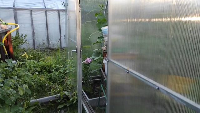 36-ДАЧА.Термопривод для теплиц.. установили и Светлане👍4 часть(04.07.21) смотреть онлайн