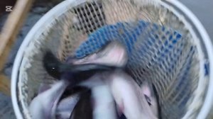 Зарыбление !