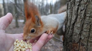 Покормил знакомую белку