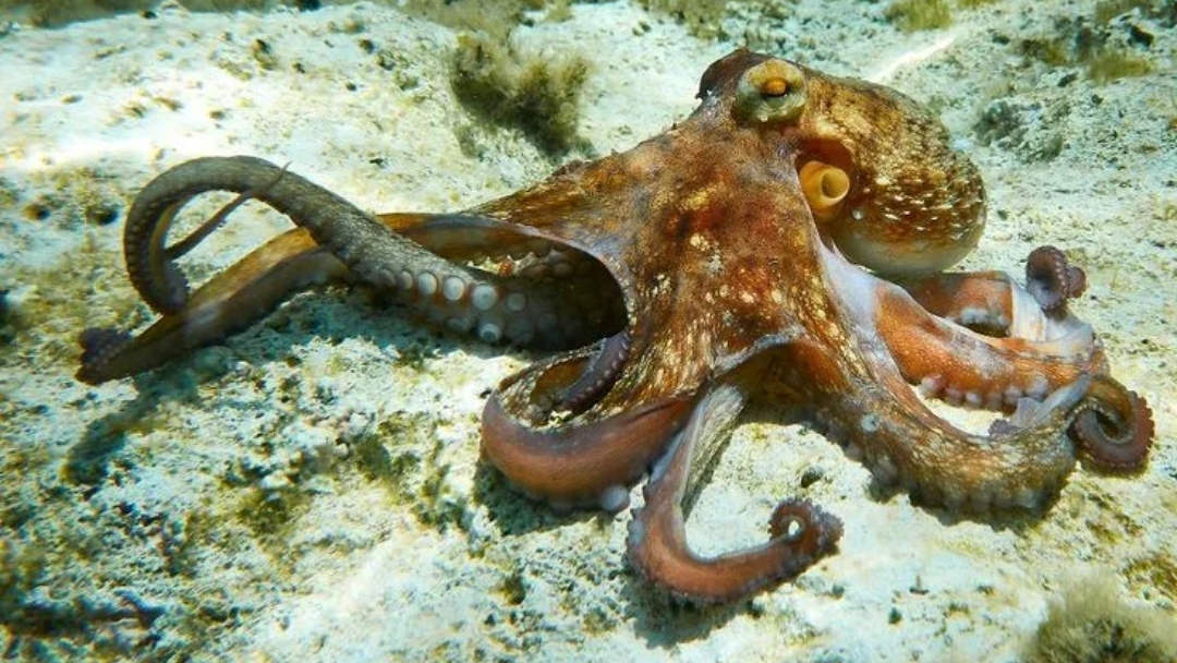 Осьминог в Красном море смотреть онлайн