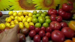 ВОРУЮТ МОИ ФОТО И ВЫСТАВЛЯЮТ НА ОЗОНЕ ПРИ ПРОДАЖЕ СЕМЯН ТОМАТОВ!