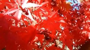 Осень. Японский красный клен. Красивое видео