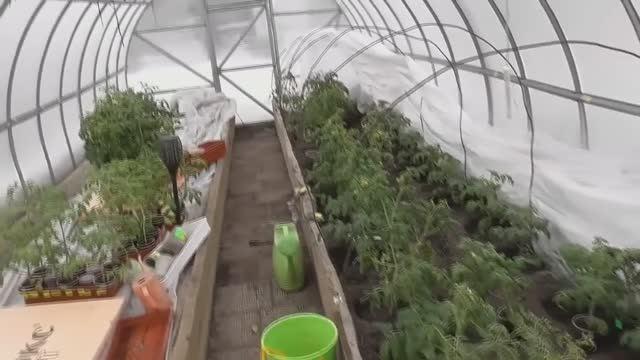 Ранняя высадка томатов в теплицу среди сугробов в марте 2022 года, Сибирский регион. Как это было.