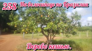 Дерево кешью. На велосипеде по Южной Америке День 258 Бразилия
