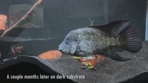 США: Гигантские цихлиды, редкие виды и впечатляющие аквариумы