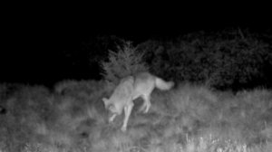 Фото ловушка 🐺🐺