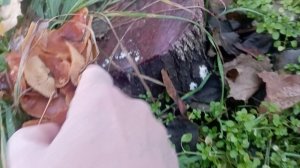 опята в городе...