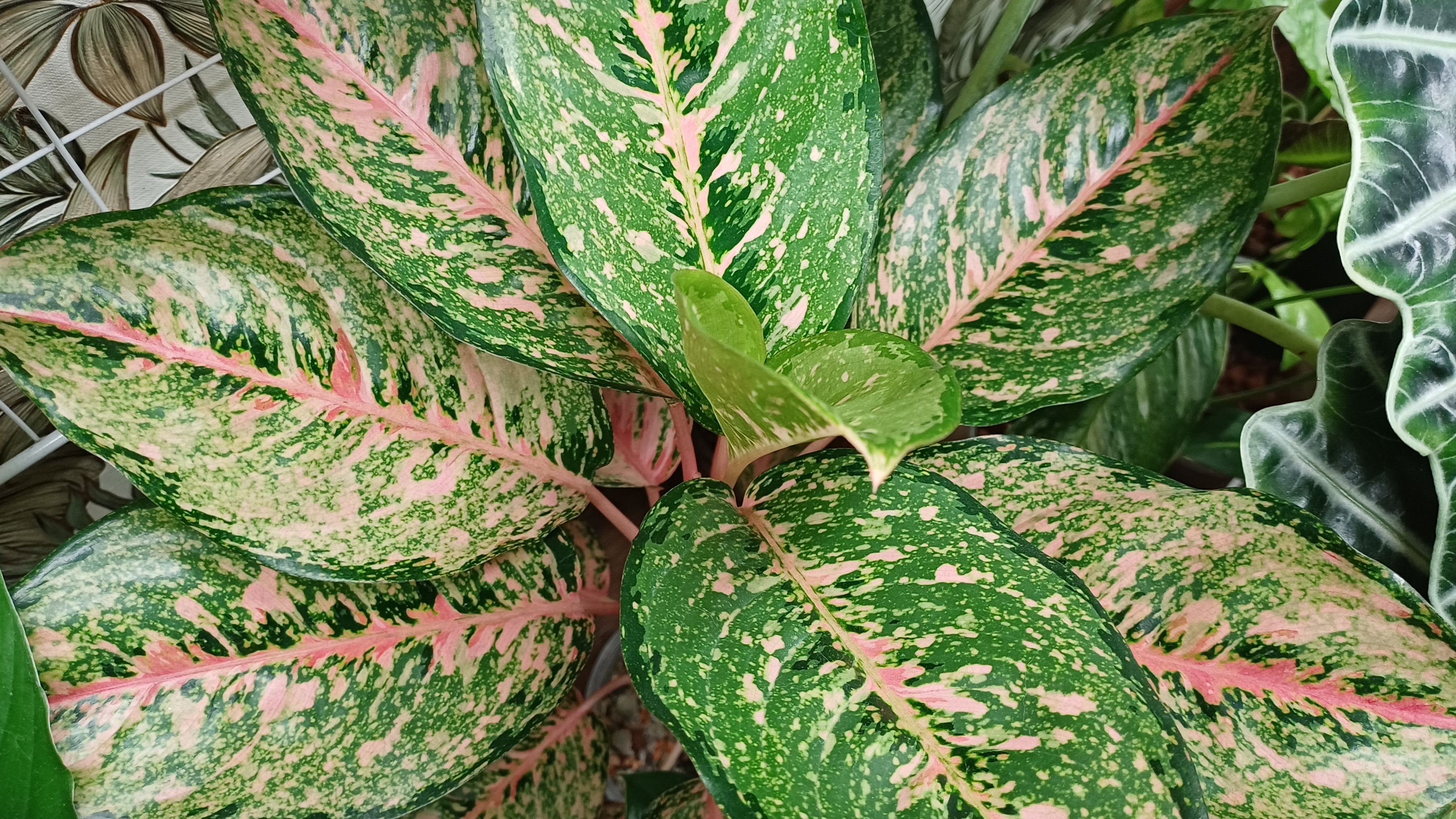 Комнатные растения🌺🍀🌺🍀🌺 Поговорим🤔🙂 смотреть онлайн