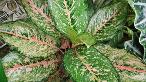 Комнатные растения🌺🍀🌺🍀🌺 Поговорим🤔🙂