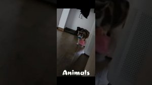 животные и люди.🤗