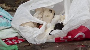 В КРАСНОЯРСКЕ МАССОВО ТРАВЯТ КРЫС