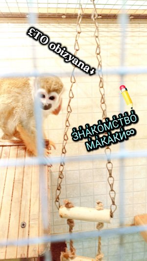 пЕрВыЙ сТрИм_ЗНАКОМСТВО С МАКАКОЙ¡