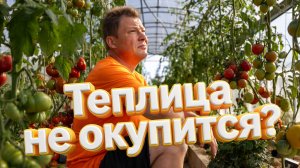 Теплица для томатов окупится ли вообще в Подмосковье