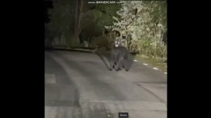 В Австралии что-то страшное происходит. Откуда там такие монстры