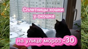 Кошки с Озвучкой! Сплетницы кошки у окошка.