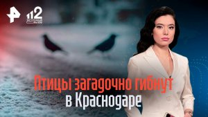 Птицы начали массово умирать около новогодних украшений в Краснодаре
