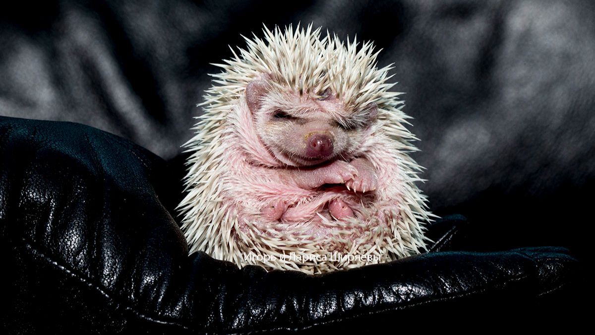 Купание ежа