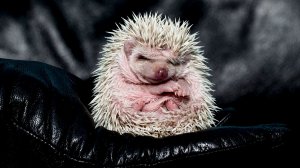 Купание ежа