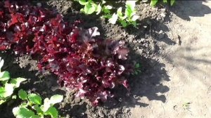 Салат КРАСНАЯ ЧАША