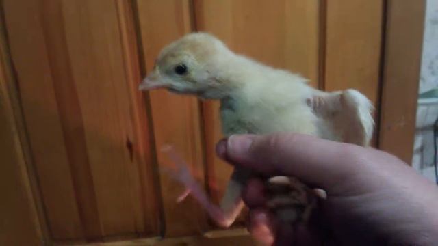 Индюки 15 февраля смотреть онлайн