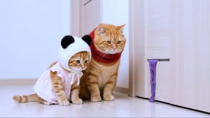 Как котики весь дом испачкали