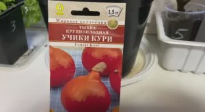 Учики кури, самая вкусная тыква в мире!
