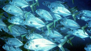 Каранксы кружатся в плотном круге.