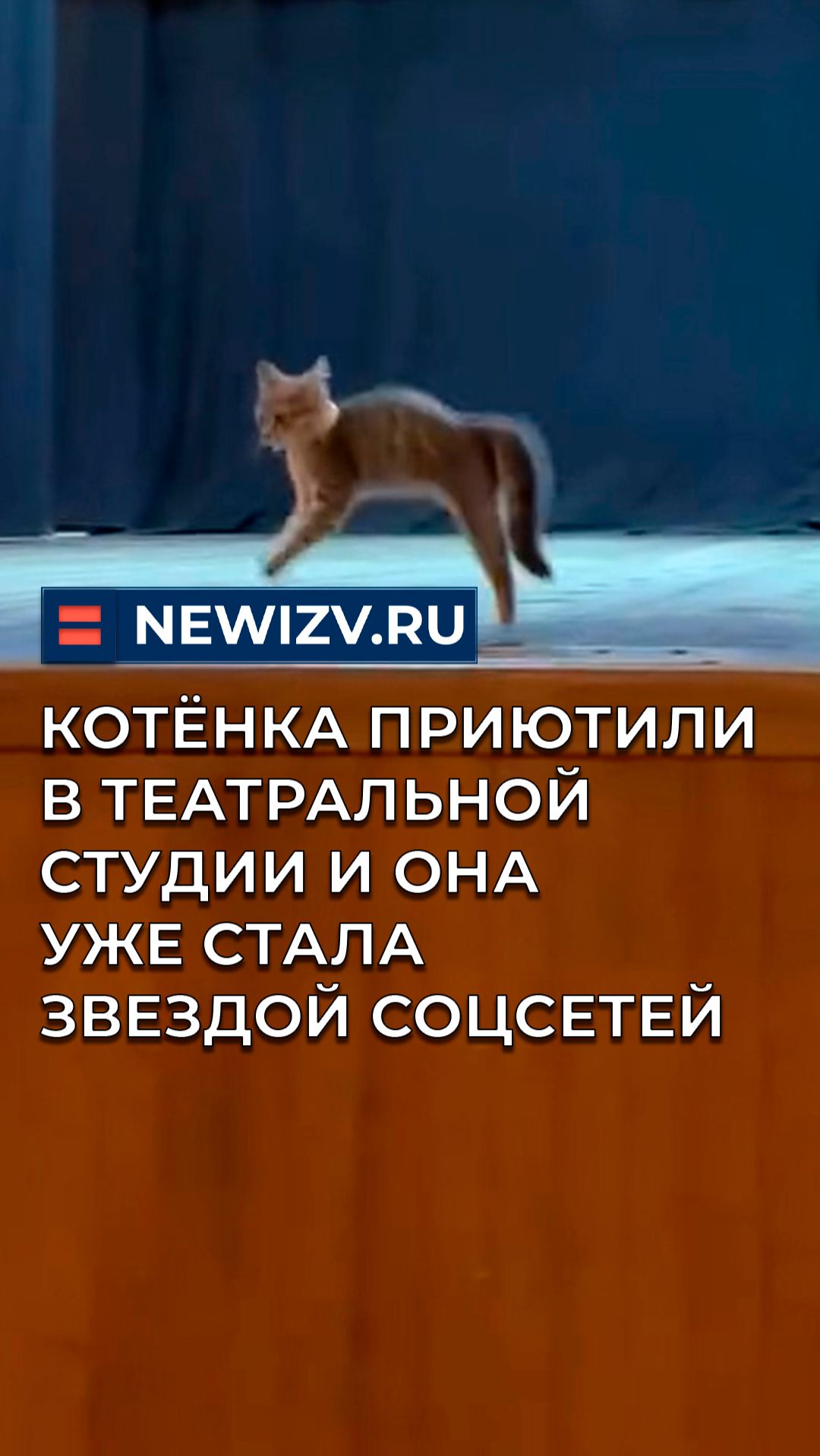 Котёнка приютили в театральной студии и она уже стала звездой соцсетей смотреть онлайн