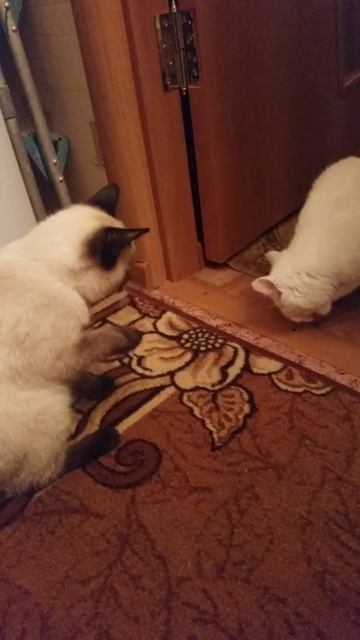 Коты смотреть онлайн