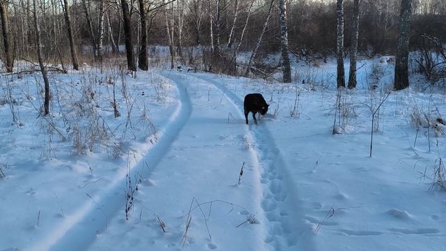 Канадский волк - гибрид охотится. Декабрь. Солнечно.