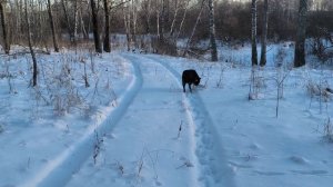 Канадский волк - гибрид охотится. Декабрь. Солнечно.