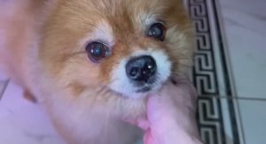 Сегодня всем красоту навели, один Соболь без елки остался.