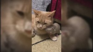 #смешныевидео -489