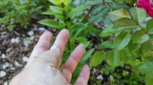 34-ДАЧА.Розы шикарные и Лилии😍2 часть(03.07.21)