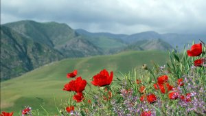 Часть 2.  Тур в Узбекистан. Горы Чимгана