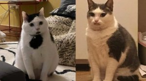 СМЕШНО ДО СЛЕЗ 😹😍 СМЕШНЫЕ КОТЫ, ЛУЧШИЕ ПРИКОЛЫ С КОТАМИ, СОБАКАМИ КОШКИ,СОБАКИ , ЖИВОТНЫЕ 🥰