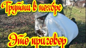 Трутни в ноябре это приговор для пчел?