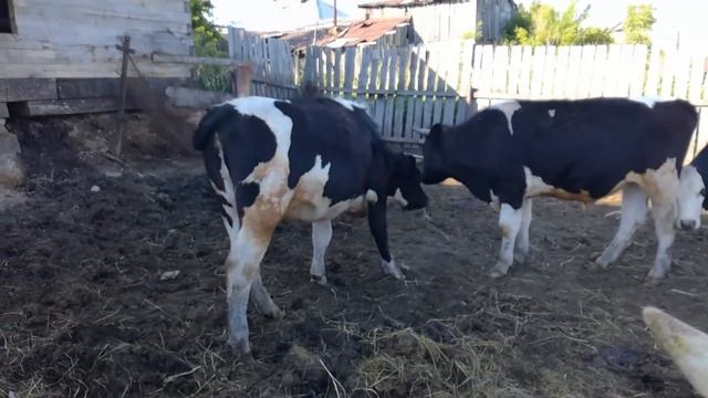 Отдых после и пастбища. 30 мая 2020 г. смотреть онлайн