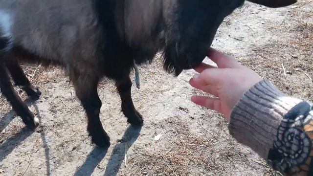 Я с козлом смотреть онлайн