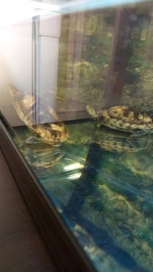 черепашки стрим 1 часть