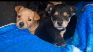 Выброшены щенки с мамой