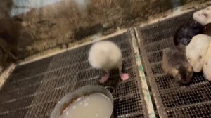 Нужно ли ШАМПУНЬ ДЛЯ ЖИВОТНЫХ