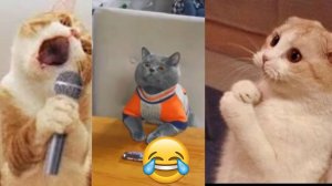 СМЕШНО ДО СЛЕЗ 😹😍 СМЕШНЫЕ КОТЫ, ЛУЧШИЕ ПРИКОЛЫ С КОТАМИ, СОБАКАМИ КОШКИ,СОБАКИ , ЖИВОТНЫЕ 🥰